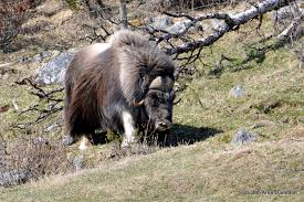 Højt beliggende områder på fjelde og i bjerge samt græssletter levetid: Moskus Pa Dovrefjell