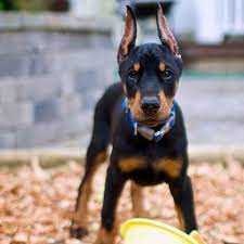 Breed doberman pinscher breed info. Doberman Pinscher Puppies For Sale Manila Ncr 298281