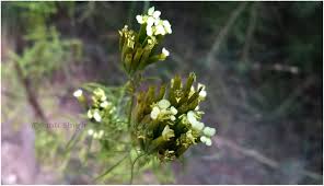 Image result for Tagetes minuta