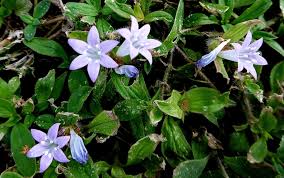 Image result for Raphionacme grandiflora
