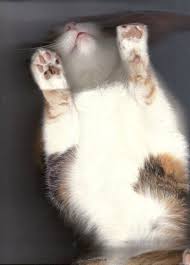 The Cat Scan Cats Cat Scan Cute Animals