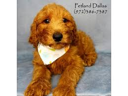 **puppies are sold as pets only. F1b Goldendoodle Dog Female Red 2695109 Petland Dallas Tx