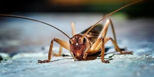 Generally, several sources are present and overlooking even one can lead to control failures. How To Get Rid Of Crickets In 4 Steps Per Entomologists