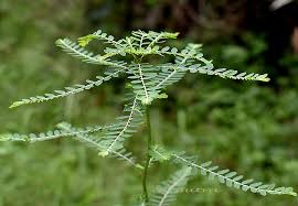 Image result for Phyllanthus fraternus