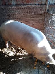 Porci Pietrani Mangalita Si Marele Alb Rasa PurÄƒ Gorj Home Facebook