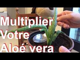 Avant de placer une bouture ou un aloe vera dans un pot. Diviser L Aloe Vera Bio Plante En Pot Multiplication Rempotage Rejeton Racines Plantation Culture Youtube