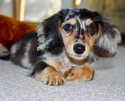Good Morning World From Nugget Sized Eddie Tbt Sausage Dog Good Morning World Dachshund