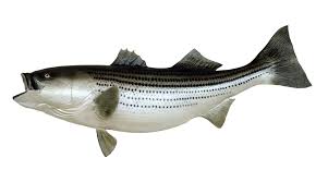 Fish Png Transparent Background Free Download 41466 Freeiconspng Download this free png photo for you design work.