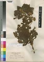 Image result for Dombeya buettneri