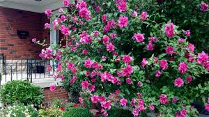 The rosy (and not-so-rosy) Rose of Sharon