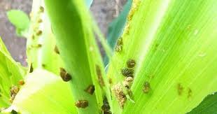 It now ranks as the third most important food grain crop in india. Maize Pest Maize Pest And Diseases This Article Help To Reduce The Pest Attack Over Maize Crop There Are Some Pests Of Maize Like Arm Pests Insect Pest Maize