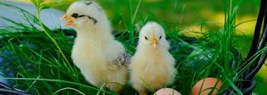 Finn de beste tilbudene mens du venter på at påske skal komme. Paske Born Og Fritid