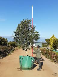 Image result for Ptaeroxylaceae