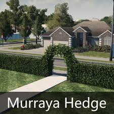 When the hedge is trimmed could be factor in brown patches appearing. Steam Workshop Murraya Hedge