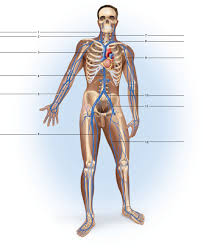 Heart anatomy diagram label » anatomy diagram label diagram of a heart with basic labels for the chambers few valves and major arteries veins. Solved Label The Major Arteries And Veins Indicated In Figures 47 Chegg Com