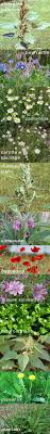 Manger Des Plantes Sauvages Plantes Sauvages Plantes Sauvages Comestibles Fleurs Comestibles