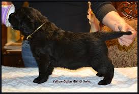 Find puppies in your area and helpful tips and info. Long Coats