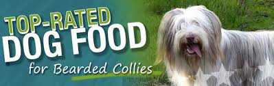 The Ultimate Bearded Collie Food Buyer S Guide Dog Food Guru