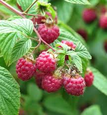 This eliminates the summer crop but will give you a bigger and earlier fall crop. Raspberries Growing Care Pests And Pruning Video