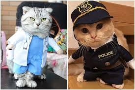 Dua anak kucing bermain, pola bulunya indah ya: 10 Potret Lucu Kucing Berkostum Manusia Siap Menguasai Dunia Nih