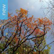 Image result for Terminalia superba