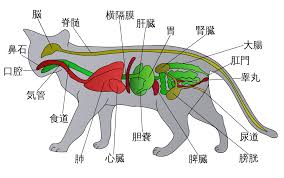 File:skeleton diagram of a cat.svg. File Cat Anatomy Diagram Jp Svg Wikimedia Commons
