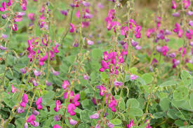 Image result for Tephrosia miranda