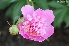 Shade plant sale 50% off and up. Growing Peonies Peony Bush Care