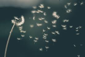 Maybe you would like to learn more about one of these? The Lovely Dandelions Relevant