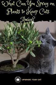 What Can You Spray On Plants To Keep Cats Away Upgrade Your Cat In 2020 Keep Cats Away Cat Repellant Cat Behavior