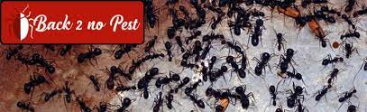 Find out how to know if you have a pest problem, how you can get rid of pests, and when you should call a professional. The Danger Of Pest Infestation