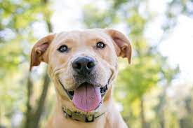 Pitbull Lab Mix What To Know Before Buying A Labrabull All Things Dogs All Things Dogs