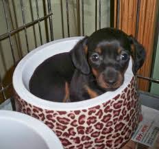 If you are searching for the perfect dachshund puppy to bring into your home, you have come to the right. 6 Best Dachshund Breeders In New York 2021 We Love Doodles
