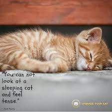 Pin On Inspirational Quotes And Motivational Things