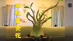 富贵花也可以弄成小盆栽 youtube adenium mini bonsai planting flowers