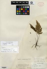 Image result for Abrodictyum rigidum