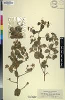 Image result for Helinus