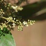 Image result for Maesa lanceolata