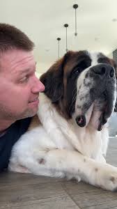 Funny Saint Bernard Dogs