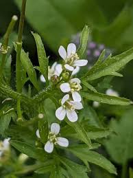 Image result for Cardamine obliqua