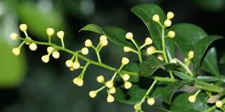 Herbadrink adalah minuman tradisional indonesia yang berbentuk serbuk. Darah Haid Berlebihan Atasi Dengan Resep Herbal Ini Deherba Com