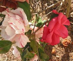 Produce many colors in flowers. Camellia Azalea Rose Two Different Color Flowers Walter Reeves The Georgia Gardener