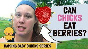 Dec 02, 2020 · strawberries are perfectly safe for your chickens, in moderation, of course. Can Chickens Eat Strawberries Youtube