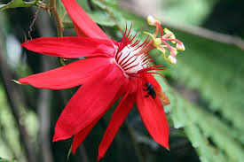 Image result for Passiflora vitifolia