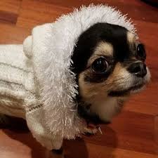 Dog Dress Dog Clothes Sweater For Dogs Clothing Pets Etsy In 2020 Pet Sweater Dog Hoodie Dog Sweaters