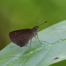 Image result for Triraphis schinzii