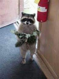 你有看過浣熊公主抱嗎 11張讓人意想不到的小浣熊圖 cute animals cute baby animals weird animals