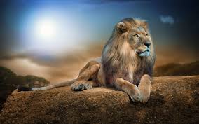 Lion Animal Wallpaper Animals Nature Wildlife Rock Digital Art Big Cats In 2020 Wildlife Wallpaper Animal Wallpaper Animals