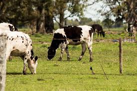 Andrea Rojo Blowjob Footage - Amazing Oral Skills Displayed