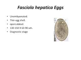 Draw learn human anato anatomy skin vocab i disease frank hynes teagasc, flukamec plus selenium. Fasciola Hepatica Sheep Liver Fluke Ppt Video Online Download